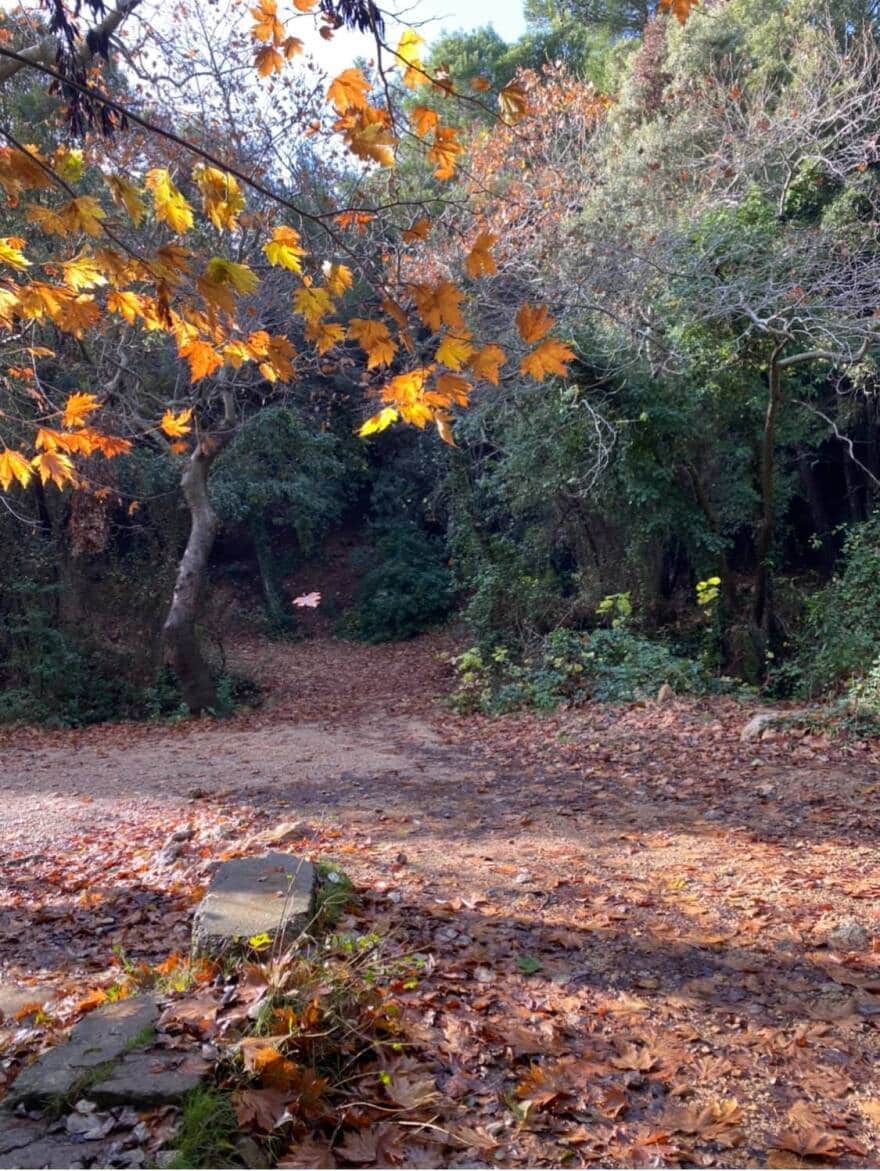 Κτήμα Τατοΐου: Ξεκινά άμεσα η αναδάσωσή του 5 Tatoi_Kamena_-_Kithara_meta