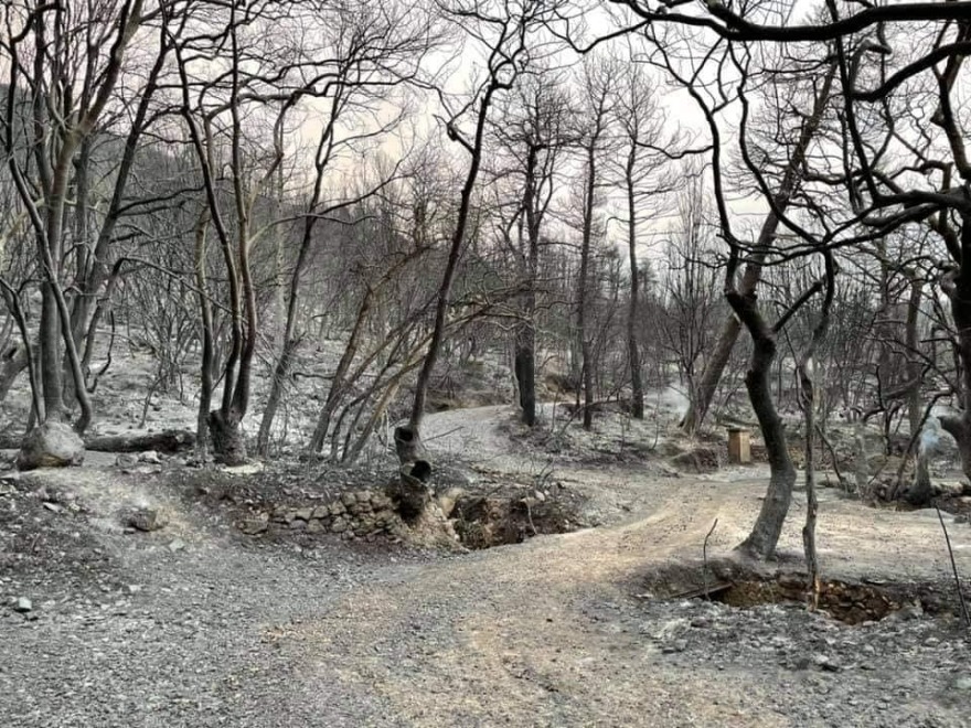 Κτήμα Τατοΐου: Ξεκινά άμεσα η αναδάσωσή του 6 Tatoi_kamena_-_Kithata_meta