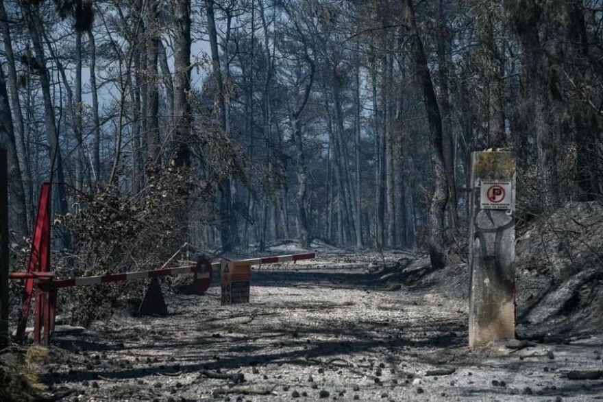 Κτήμα Τατοΐου: Ξεκινά άμεσα η αναδάσωσή του 2 Tatoi_kamena_3_kithara