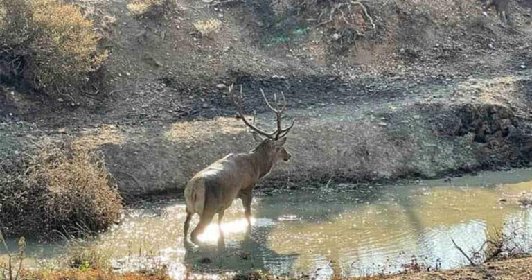 Βαρυμπόμπη: Ελάφι παίζει σε νερολακούβα ανάμεσα στα καμένα