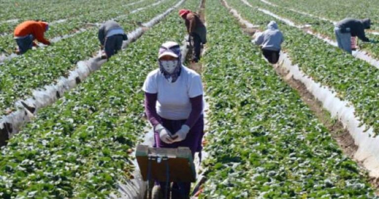 Ημαθία: Στα χωράφια μετά από 30 ολόκληρα χρόνια Έλληνες εργάτες
