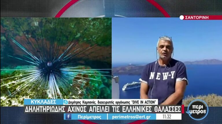 Δηλητηριώδης αχινός  «μετανάστης» απειλεί τις ελληνικές θάλασσες