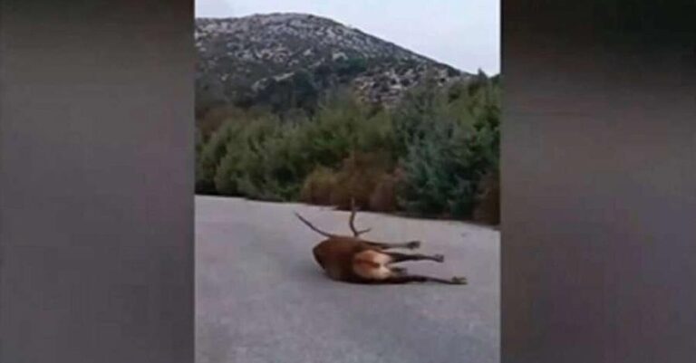 Πάρνηθα: Η εξοργιστική απάντηση του Δασαρχείου για το ελάφι που ψυχοραγούσε μέρες αβοήθητο