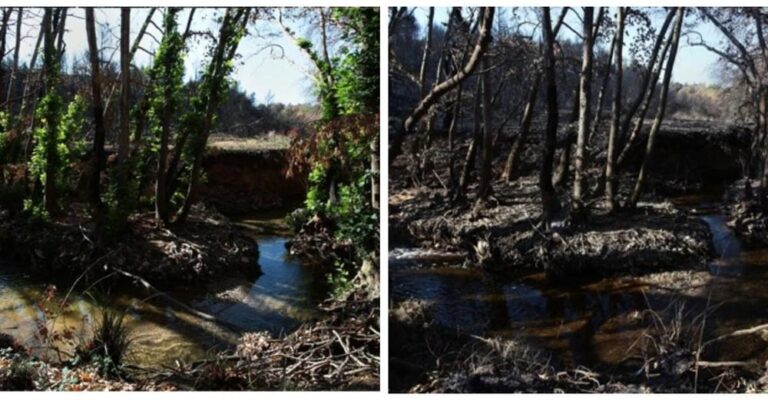 Απίστευτες εικόνες από τη Βαρυμπόμπη: Δύο μήνες μετά τη καταστροφική φωτιά, η φύση ξαναγεννιέται