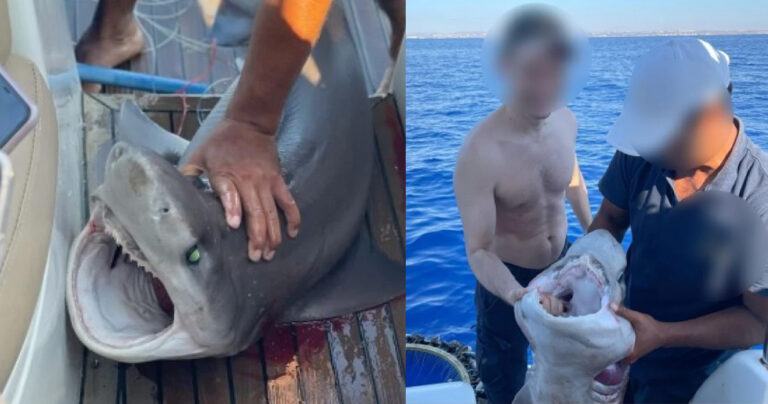 Σάλος με κακοποίηση καρχαρία στην Κύπρο: Τον έπιαναν από τα βράγχια και έβγαζαν selfie