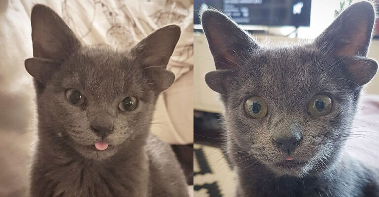 Γατάκι γεννήθηκε με τέσσερα αυτιά και έγινε διάσημο παγκοσμίως