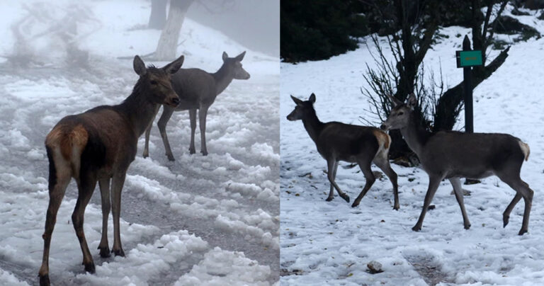 Τα προστατευμένα ελάφια στη χιονισμένη Πάρνηθα είναι ότι πιο όμορφο θα δείτε σήμερα