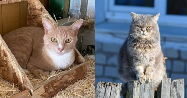 Αυστραλία: Σχέδιο για lockdown στις γάτες