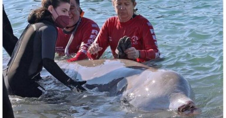 Ανταποκρίνεται στην ιατρική αγωγή o «Σωτήρης» και μεταφέρθηκε στα βαθιά