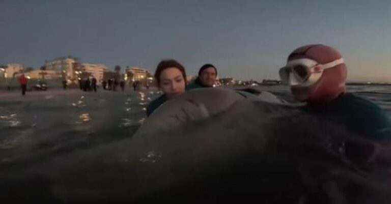 Συγκλονιστικό: Εθελόντρια τραγουδάει στη νεαρή φάλαινα που δίνει μάχη να κρατηθεί στη ζωή