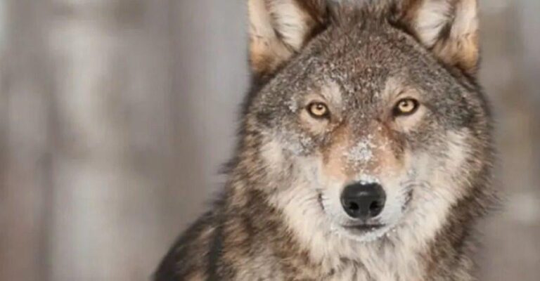 Ακρως επιθετικό είδος ο λύκος που κυκλοφορεί στον Διόνυσο