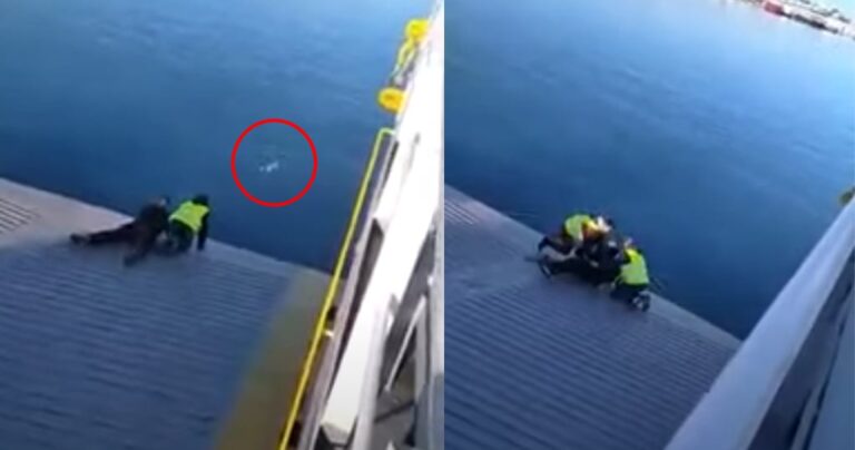Ναυτικοί φέρι μποτ έσωσαν σκύλο που βρήκαν στη θάλασσα μεταξύ Περάματος και Σαλαμίνας