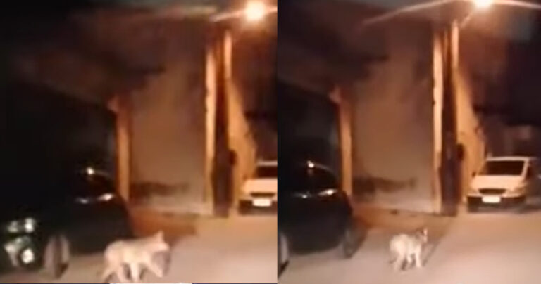 Δίστομο: Λύκος έκανε βόλτες ανάμεσα σε σπίτια ανενόχλητος