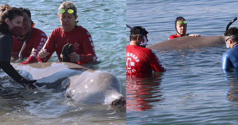 Συγκίνηση για την φάλαινα που «επέλεξε» να βγει στον Άλιμο για βοήθεια: Πάσχει από σοβαρή πάθηση