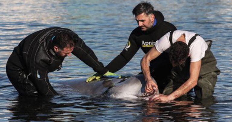 Τι είναι ο ζιφιός, που βρέθηκε στην παραλία στον Άλιμο