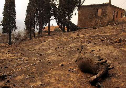 Πυρκαγιές 2007: Τότε που κάηκε η Ηλεία και όλη η Πελοπόννησος 3 17 25 8 2007 artemida