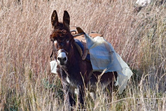 Απίστευτη κτηνωδία: Βασάνισε γάιδαρο δένοντας τη γλώσσα με τα αυτιά του με σύρμα