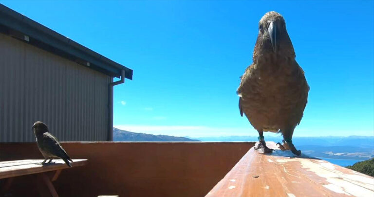 Κλεπτομανής παπαγάλος έκλεψε κάμερα GoPro και κατέγραψε την πτήση του