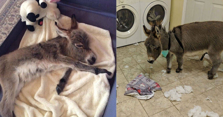 Γαϊδουράκι νομίζει πως είναι σκύλος και ζει κανονικά μέσα στο σπίτι