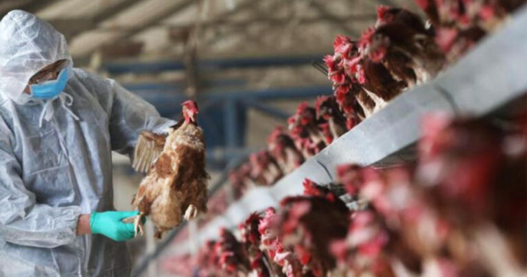 Κίνα: Πρώτο κρούσμα γρίπης των πτηνών H3N8 σε άνθρωπο