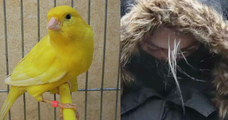 Γιατί κατασχέθηκε και το καναρίνι από το σπίτι της Ρούλας Πισπιρίγκου;