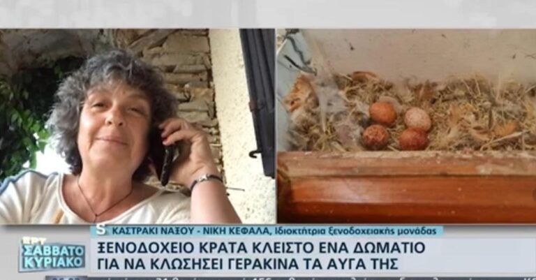 Νάξος: Ξενοδοχείο κρατά κλειστό δωμάτιο για να κλωσήσει γερακίνα τα αυγά της