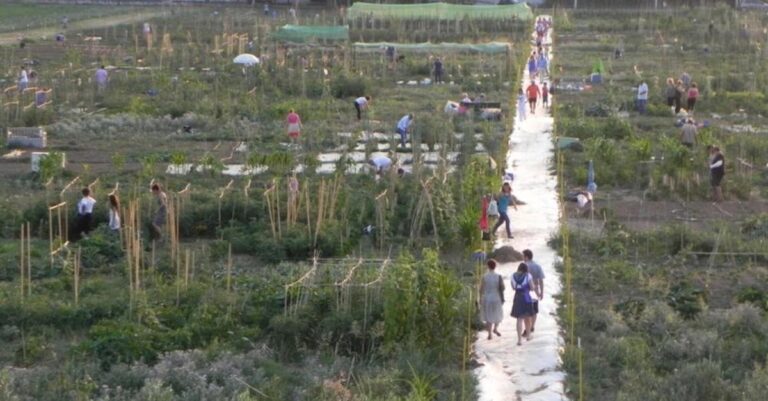 Οχτώ χιλιάδες Θεσσαλονικείς έφτιαξαν το δικό τους μπαξέ – Καλλιεργητές, ηλικίας από 18 έως 87 ετών
