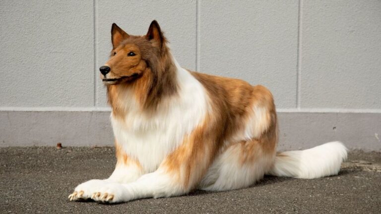 Άντρας ξόδεψε 14.000 ευρώ για να μεταμορφωθεί σε σκύλο