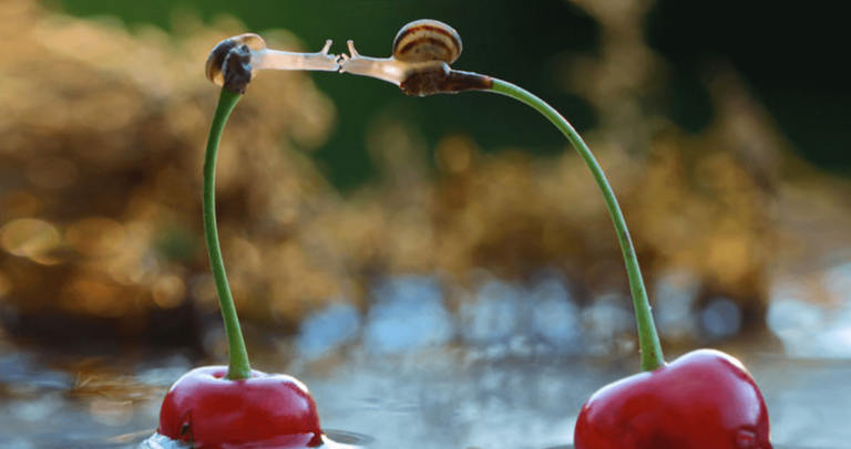 Φωτογράφος απαθανάτισε δύο σαλιγκάρια καθισμένα πάνω σε κεράσια να φιλιούνται