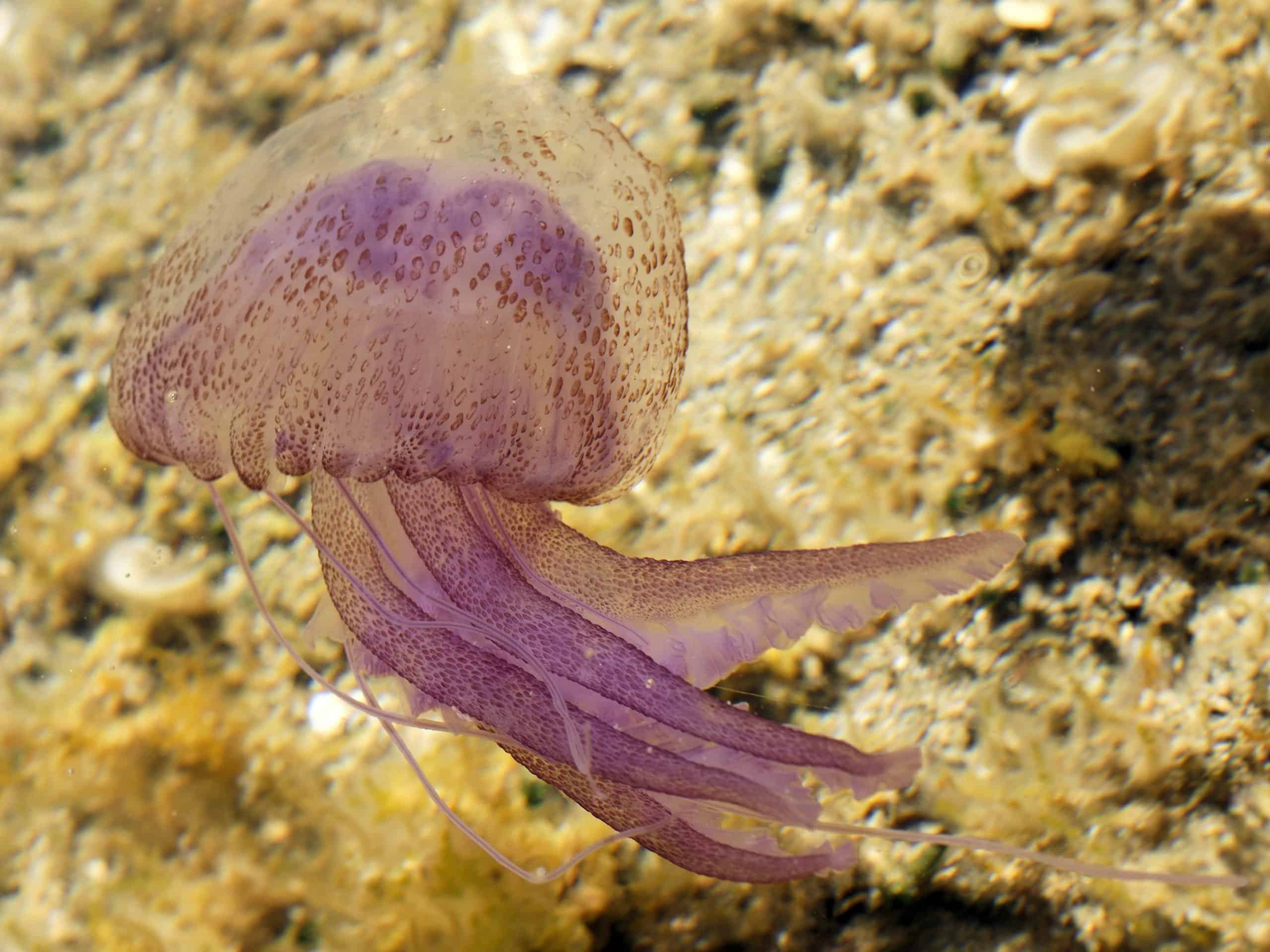 pelagia noctiluca sardinia scaled 1