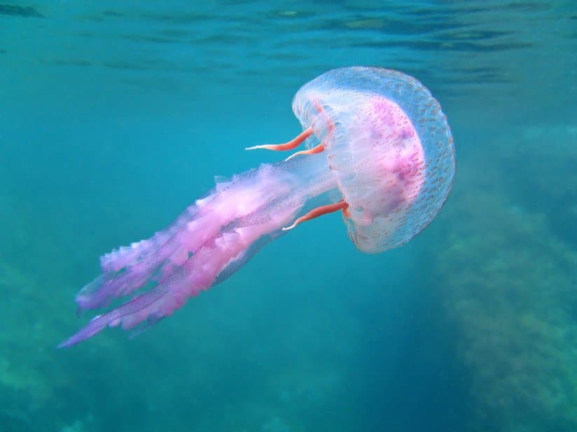 pink jellyfish