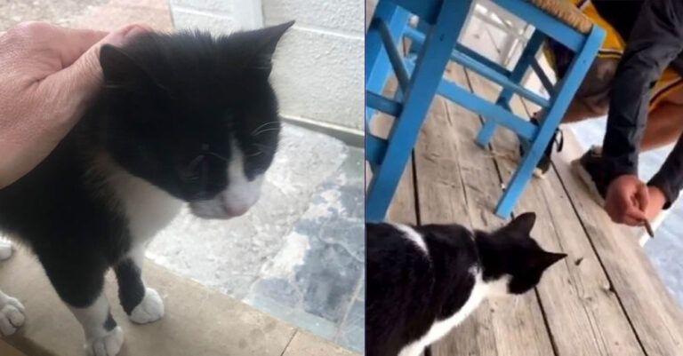 Αιδηψός: Καλά στην υγεία του το γατάκι που κακοποιήθηκε– Η ανακοίνωση της Ελληνικής Ομοσπονδίας Καράτε