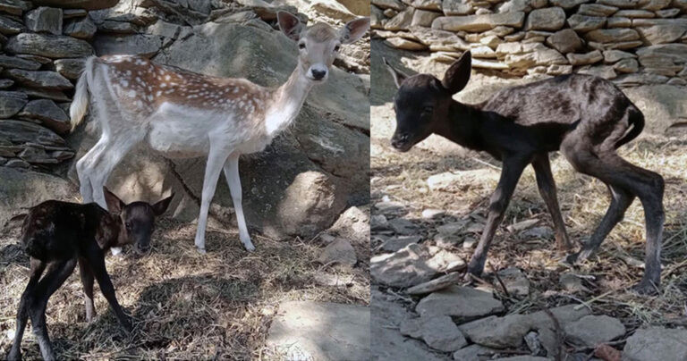 Άνδρος: Σπάνιο μαύρο ελάφι γεννήθηκε στο νησί – Το είδος απειλείται με εξαφάνιση