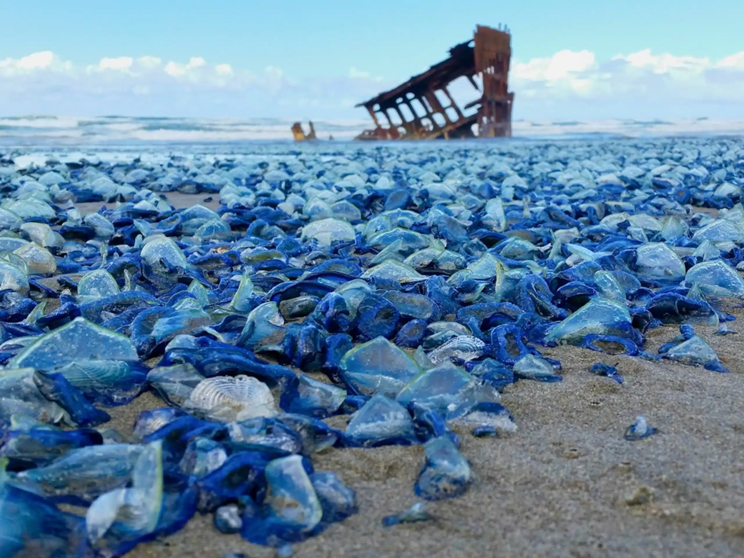 1 oregonjellies velella velella 1 of 1 3sfw 4x3 scaled 1