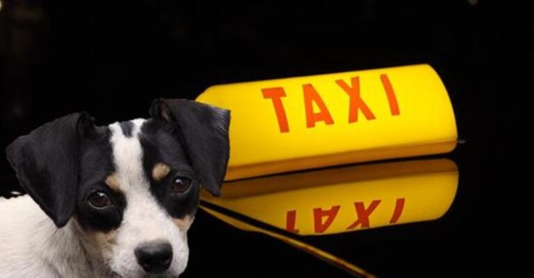 Αθήνα: Καταδικάστηκε ταξιτζής που αρνήθηκε σε τυφλή γυναίκα να επιβιβαστεί με τον σκύλο – οδηγό της στο όχημα