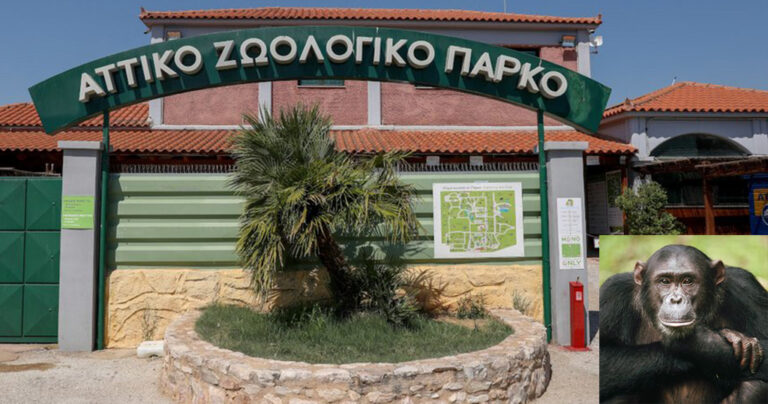 «Κλείστε το, τα ζώα δεν είναι έκθεμα» – Aντιδράσεις για τον χιμπατζή που θανάτωσαν στο Αττικό Ζωολογικό Πάρκο