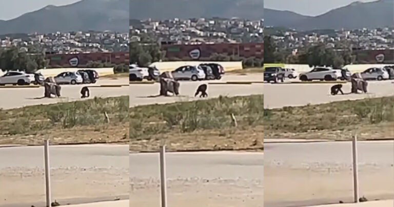 Ο χιμπατζής τη στιγμή που το σκάει από το Αττικό Πάρκο – Η απάντηση για το θάνατό του
