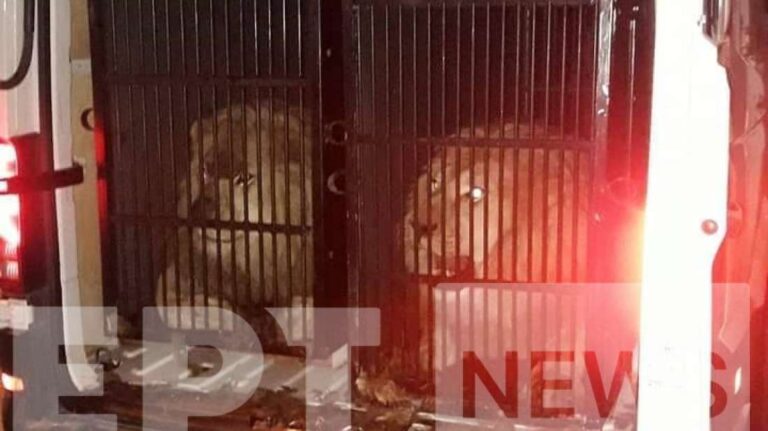 Μέχρι λιοντάρια και τίγρεις βρέθηκαν «πακεταρισμένα» να ταξιδεύουν για Μύκονο
