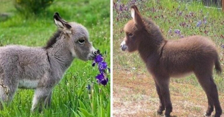 Tα γαϊδουράκια νάνοι είναι τα πιο αξιολάτρευτα ζώα πάνω στη γη