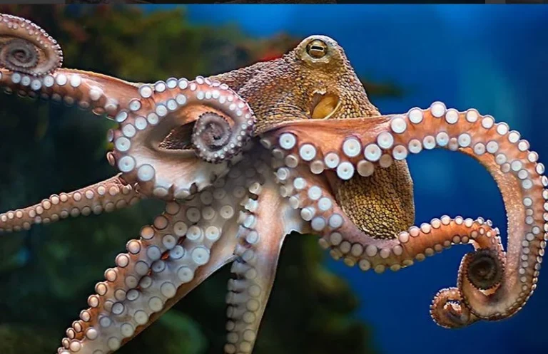 Γιατί (δεν πρέπει να) τρώμε πια χταπόδια…