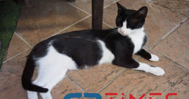 Αιδηψός: Η γάτα που κλώτσησε ο 30χρονος στη θάλασσα έκανε γατάκια