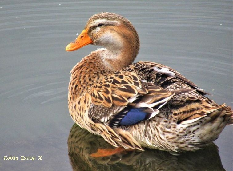 72580806 476756352963498 8237211257514491904 n