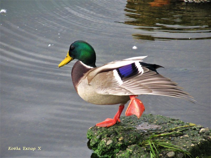 77289832 476739076298559 3415571234610479104 n