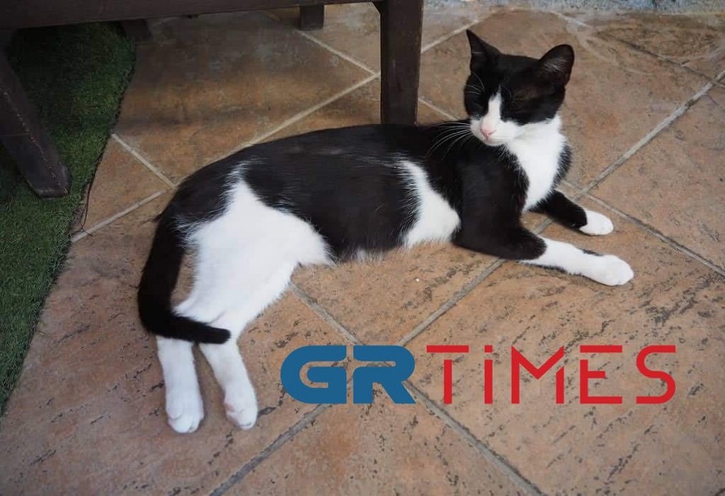 evoia gata