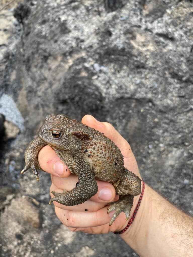 frog 768x1024 1