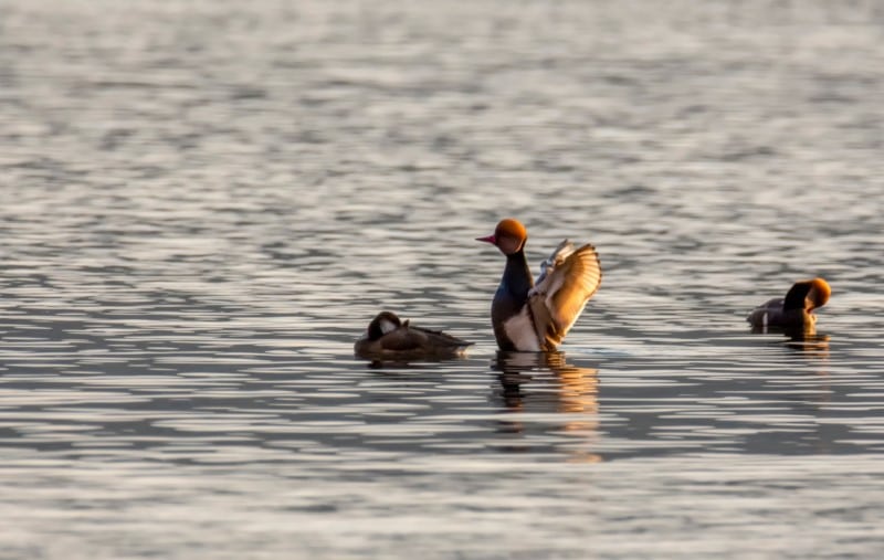 shutterstock 1310328352