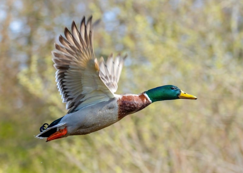 shutterstock 1710067975