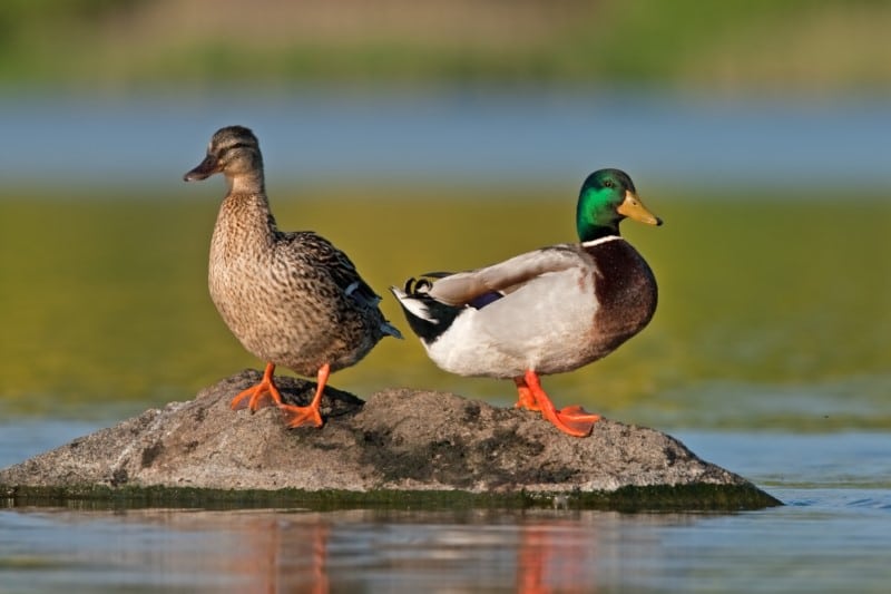 shutterstock 543841507