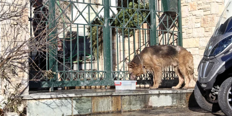 Φωτιά στην Πεντέλη: Σκύλος που επιβίωσε περιπλανιέται μόνος του – Εξουθενωμένος και με εγκαύματα