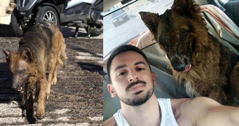 Πεντέλη: Εθελοντής αστυνομικός κατάφερε και βρήκε τον καμένο σκυλάκο που περιφερόταν αβοήθητος